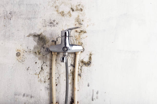 Best Same-Day Mold Removal  in New Brunswick, NJ