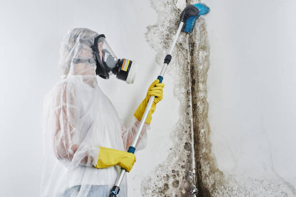 Best Attic Mold Removal  in New Brunswick, NJ