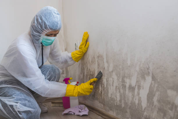 Best Black Mold Removal  in New Brunswick, NJ