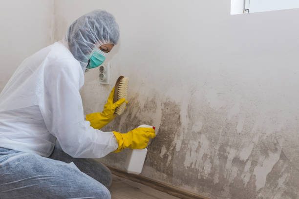 Trusted New Brunswick, NJ Mold Removal Experts