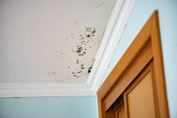 Mold Testing and Removal in New Brunswick, NJ