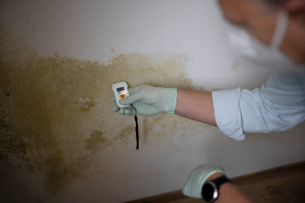 Best Commercial Mold Removal  in New Brunswick, NJ