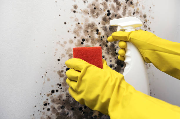 Best Affordable Mold Removal  in New Brunswick, NJ