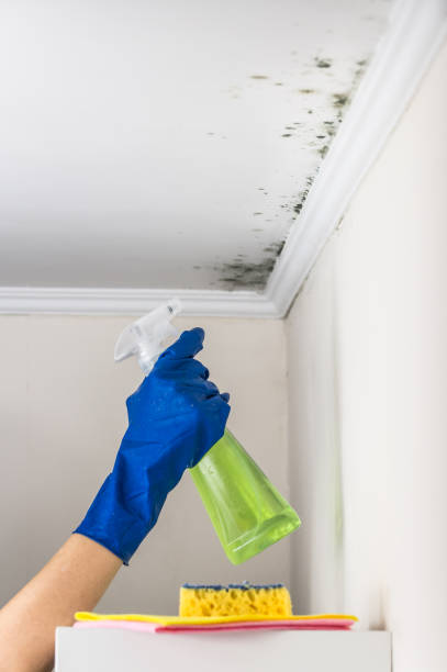 Best Mold Remediation  in New Brunswick, NJ