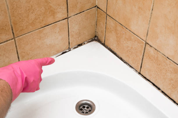 Best Mold Damage Repair  in New Brunswick, NJ